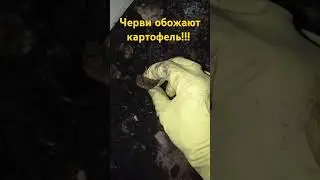 Черви обожают картофель!!!