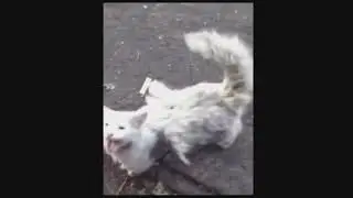 Hibridación ave híbrida + gato