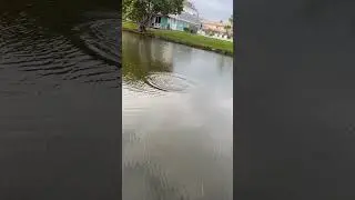 Tarpon Topwater blowup #shorts #viral #tarpon #neverendthesend