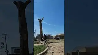 Stihl Chainsaw Tree Removal