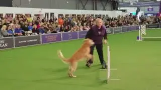 Maewyn - Golden Retriever @ Westminster JWW 2018-02-10