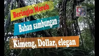 cari sambungan batang bonsai
