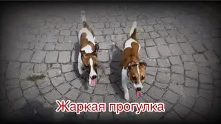 Жаркая прогулка