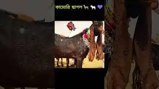 কামোরি ছাগল #kamorigoat #goatfarm #goatlove #goat #goats #goatfarming #goats -Pets Paradise