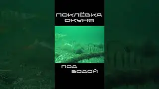 ПОКЛЁВКА ОКУНЯ ПОД ВОДОЙ  #рыбалка #зимняяловлярыбы #подводнаякамера #окунь