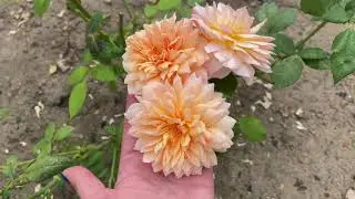 ЦВЕТЕНИЕ РОЗ 2021🥰🤩. ЗАПОМНЮ ЧУДНОЕ МГНОВЕНИЕ 🥰🥰🥰🤩
