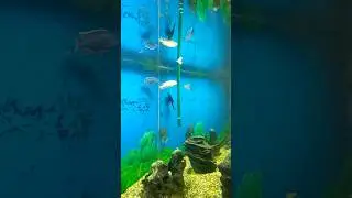 Большой аквариум в Махачкале 🤩 Подводный мир 😎