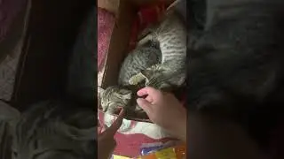 selosong pusa: mugi and kokko