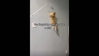 spider cat