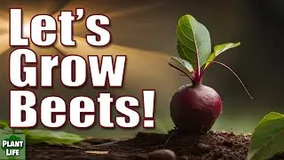 How To Grow Beets From Seed