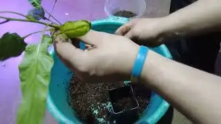 Пепіно ( pepino ).