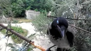 Приколы Ворон на окне