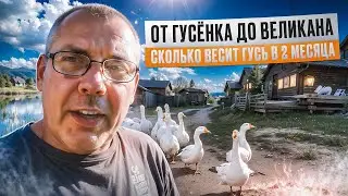 Гуси на ферме: вес в 2 месяца, кормление и уход🐥🌾"Мое Подворье. Geese on the farm weight at 2 months