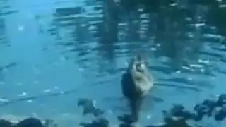 Зоопарк из Кишинёва.Лебеди Цапли Утки Черепахи.Zoo from Kishinev.Swans of Heron of Duck of Tortoise.