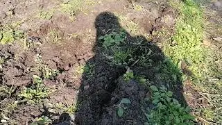 Окучивание клубники и мои эксперементы.