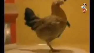 Танец курочки