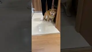 “너 선 넘었어” 내보내려는 자와 버티려는 댕댕이 🐾🐕 #shorts #댕댕이 #시바 #cute #animals #강아지 #pets #puppy #cutedog #funny