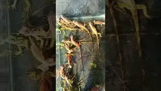 Babby Iguana Lucuuuu.. giftaway?🤣🤣🤣