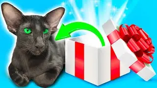 Oriental Cat | Black Oriental Shorthair Cat