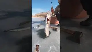 trout fishing with #fishing #village #viral #viralvideo #vlog #riverfishing #trending #trendingvideo
