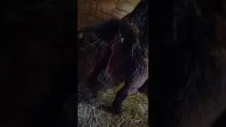 не удачный окот погибла маленькая козочка ((((( 04,04,2019