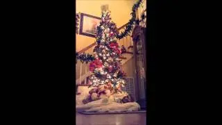Austin Glen's 10ft. Revolving Christmas Tree 2013