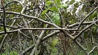 Planta de pera