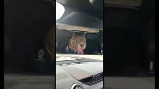 Doggo 🐶 