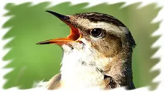 Warbler the badger sings. The voices of the birds.