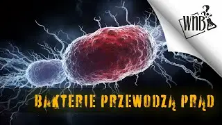 Bakterie mogą przewodzić prąd