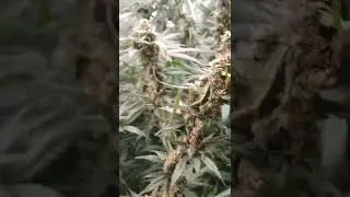Landrace Sativa