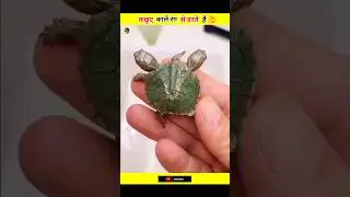 Why do turtles hate black ? 
