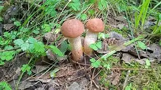 Золотая красота осени