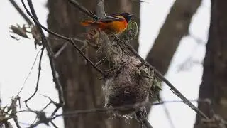 Baltimore oriole nest