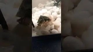 #turtle #funny #turtles #livefeeding #mealworms #cute #pets #cricket #fyp #subscribe #like #viral