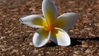 Enigma-Return To Innocence