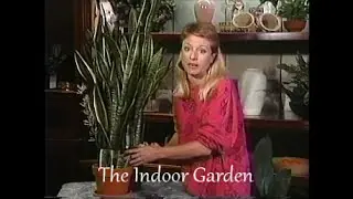 Propagating a Snake Plant from cuttings