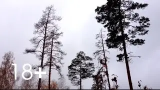 Социальная реклама на тему охраны леса.