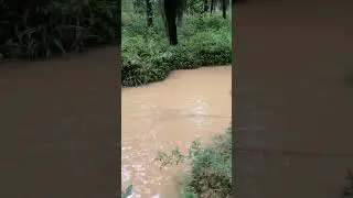 menjala ikan | #shorts