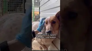 Дикая Веснушка впервые вышла гулять из клетки приюта