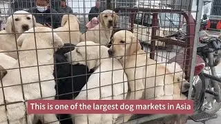Dog Meat Market, A truckload of Labradors is about to go to slaughter