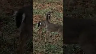 It’s always fun to watch wildlife without them know you are there!