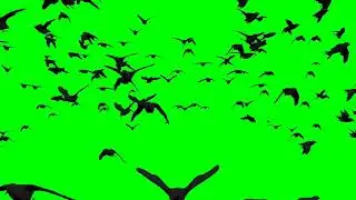 black bird green screen  crow no copyright