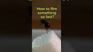 How to Film a Quick Fly Before it Flies Away 🪰