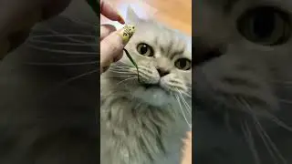 18+ Нападение шерстяных