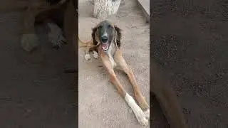 #Где же мой хозяин? 🐶