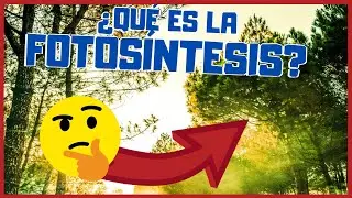 QUÉ ES LA FOTOSÍNTESIS (4 ETAPAS DE LA FOTOSÍNTESIS) [Explicación Breve] 