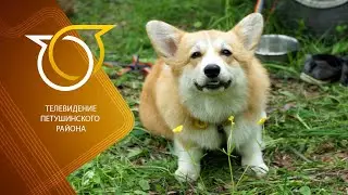 Дог-биатлон 