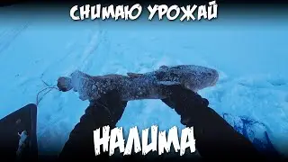 Снимаю урожай налима