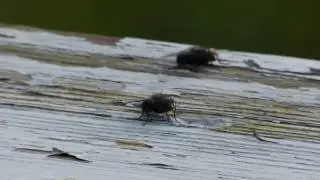 illegal flies